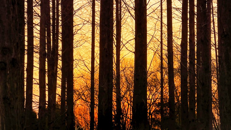 Frygten i skoven og i livet