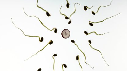 Fertilitet