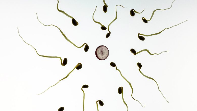 Fertilitet