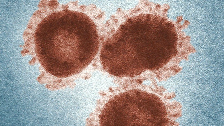 Hvem skal være bange for coronavirus?