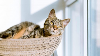 Bøn er lidt som en kat